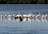 A family of pelicans