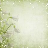 spring background with  snowdrops