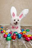 Easter bunny dog with chocolate easter eggs