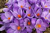 Clump of purple crocus flowers