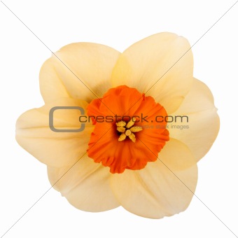Single flower of a daffodil cultivar against a white background