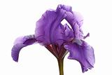 Purple flower of a dwarf bearded iris