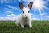 Rabbit on Serene Sunny Field Meadow in Spring 