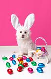 Pretty dog with bunny ears and easter eggs