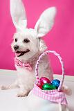 Happy dog at easter 