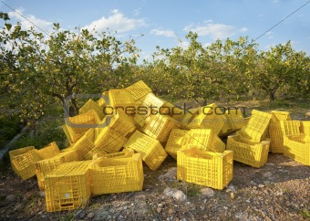 Lemon harvest