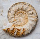 ammonoids from the past