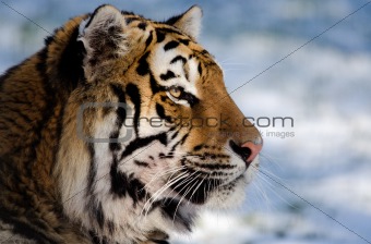 Tiger in profile
