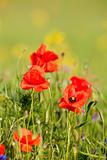 red poppies on the meadow at springtime