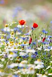 abundance of blooming wild flowers on the meadow at springtime
