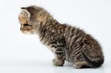 adorable small tabby  kitten
