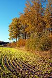 Plowed field in autumn