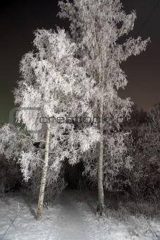 Birch trees with rime frost