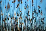 Reeds on blue sky