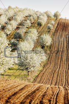 blooming orchard in spring with a field, Czech Republic