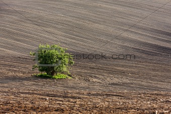 field with a tree in Southern Moravia, Czech Republic