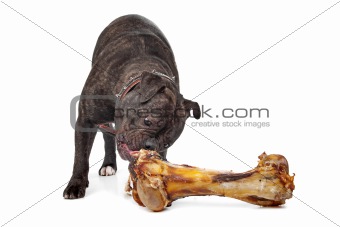 English Bulldog eating a bone