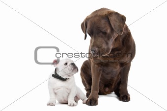 Two dogs