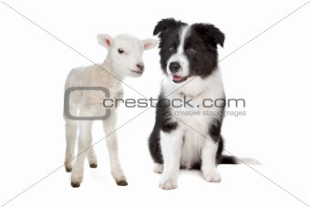 Lamb and a border collie puppy