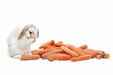 rabbit eating carrots