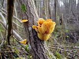yellow mushrooms on a tree in a autumn forest