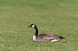 Canada Goose (Branta canadensis) sitting on the grass.