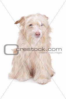 mixed breed podengo dog