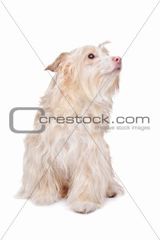 mixed breed podengo dog