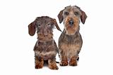 Two miniature Wire-haired dachshund dogs
