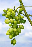Cluster of white grapes