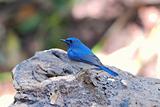 male hainan blue flycatcher