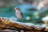 rufous-tailed robin