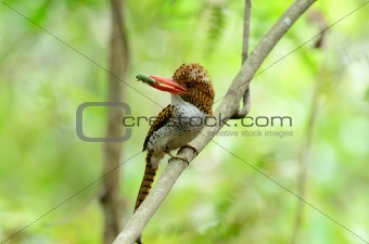 female banded kingfisher