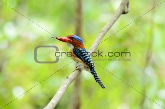 male banded kingfisher