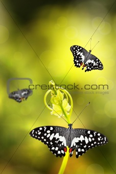 Butterfly on a young plant with background bokeh