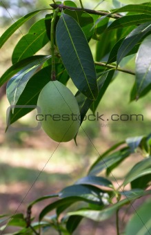 Maprang (thai fruit) 