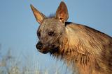 Brown hyena portrait