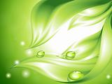 Abstract green background with leaves and water drops