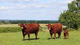 Brown cows in Normandy