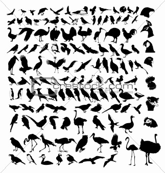 The big set of the different birds