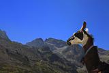 Lama profile and Pyrenees Mountains