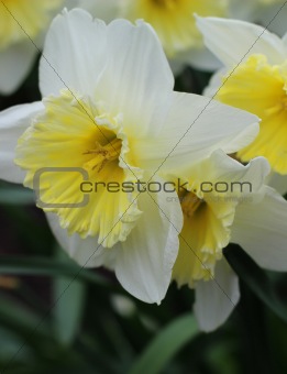 Daffodils in spring garden