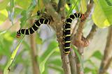Colorful Tetrio Sphinx Caterpillar Eating