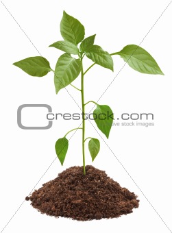 Young green plant in soil