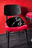 Black cat on a red chair