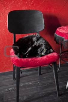 Black cat on a red chair