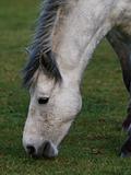 Connemara Pony Grazing