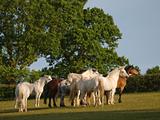 Connemara Herd