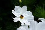 Bee on white flower in summer garden