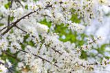 Tiny white flowers on Blackthorn or Sloe